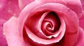 Beautiful Pink Rose4105816056 272x150 - Beautiful Pink Rose - Rose, Pink, Beautiful